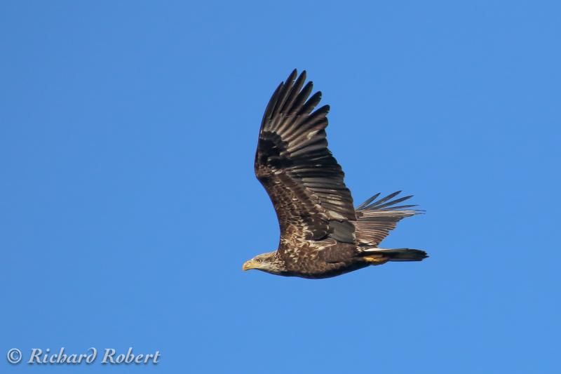 IMAGE: http://i877.photobucket.com/albums/ab339/rrobert99/Canon%2070D/Pygargueagravetecircteblanche01septembre2013IMG_0273.jpg