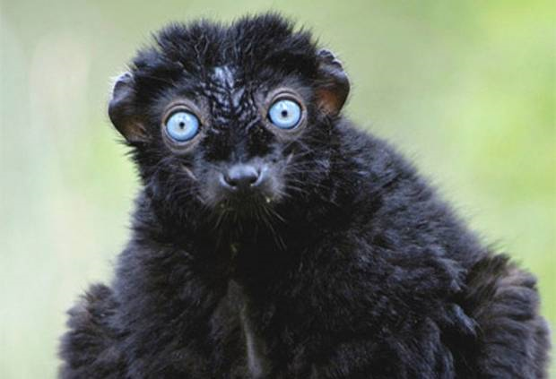 vluw-eyed black lemur