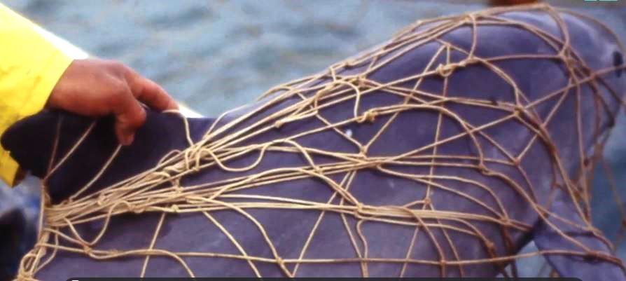 Vaquita trapped in a gillnet.