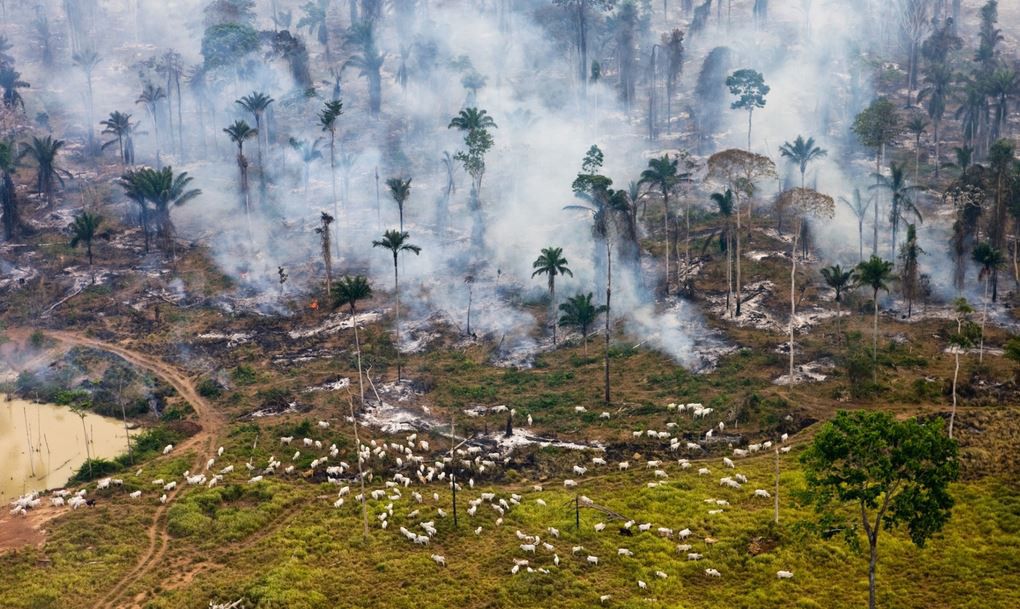 Cattle, fire and smoke invade the Amazon Rainforest, lungs of the world.