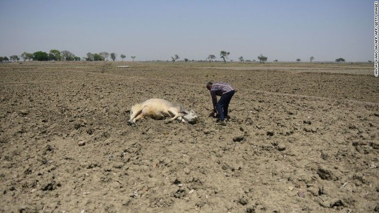 An Indian farmer tries to revive his unconscious cattle dying on an unploughed field during a water crisis in Gondiya village, 45km from Allahabad, on April 21.
