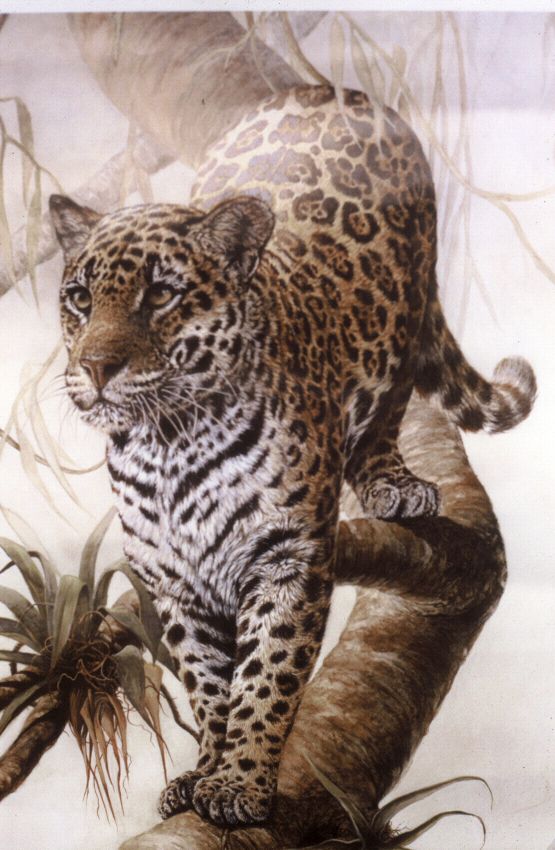 The endangered jaguar in all its exquisite beauty
