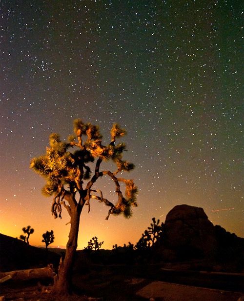 Joshua Trees