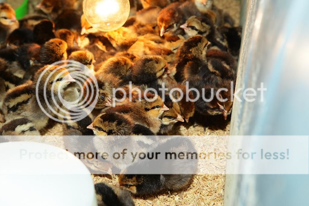 畜产所的种原鸡