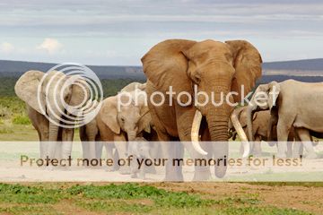 Mass Extinction Elephants